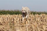 BOUVIER DES ARDENNES 138